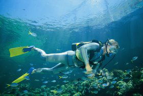 Kirra Reef Dive Site - Hervey Bay Accommodation 0
