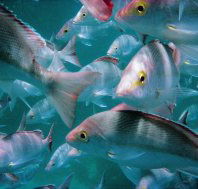 The Scottish Prince Dive Site - Hervey Bay Accommodation