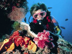 Nine Mile Reef Dive Site - Hervey Bay Accommodation 0