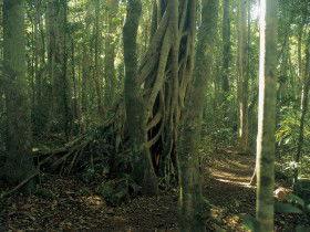 Lamington National Park, Binna Burra Section - Hervey Bay Accommodation 0
