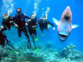 Magic Mountain Dive Site - Tourism Hervey Bay 0