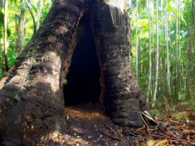 Tewantin National Park - Hervey Bay Accommodation 0