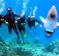 Jew Shoal Dive Site - Hervey Bay Accommodation