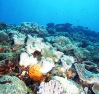 Mudjimba Old Woman Island Dive Site - Hervey Bay Accommodation