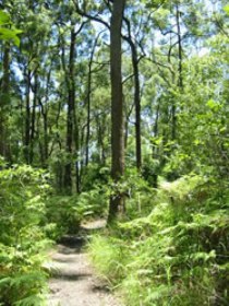 Mapleton Falls National Park - Tourism Hervey Bay 0