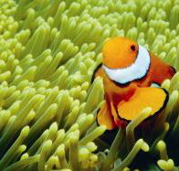 Thetford Reef Dive Site - Tourism Hervey Bay