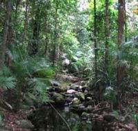 Mossman Gorge Rainforest Circuit Track Daintree National Park - Tourism Hervey Bay