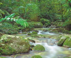 Mossman Gorge, Daintree National Park - Tourism Hervey Bay 0