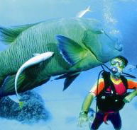 Cod Hole Dive Site - Tourism Hervey Bay