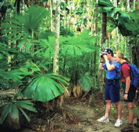 Mount Sorrow Ridge Trail Daintree National Park - Tourism Hervey Bay