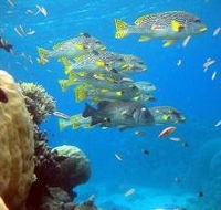 Coral Gardens Dive Site Flynn Reef - Hervey Bay Accommodation