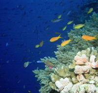 The Three Sisters Dive Site - Hervey Bay Accommodation
