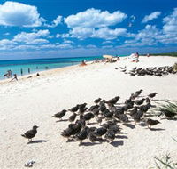 Michaelmas and Upolo Cays National Park - Hervey Bay Accommodation