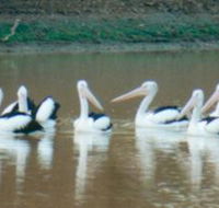Pelican Point - Tourism Hervey Bay