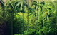 Fern Tree Pool And Giant's Chair Circuit - thumb 0