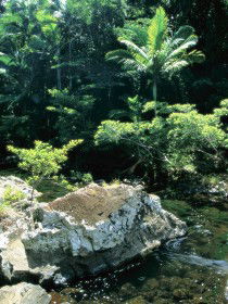 Conway State Forest - Hervey Bay Accommodation 0