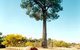 Robbers Tree - thumb 0