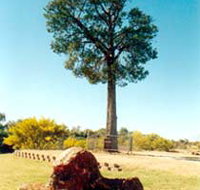 Robbers Tree