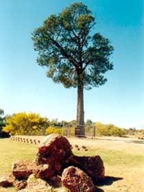 Robbers Tree - Tourism Hervey Bay 0
