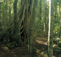 Mount Bithongabel - Hervey Bay Accommodation