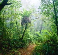 Lamington National Park Green Mountains Section - Hervey Bay Accommodation