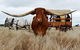 Texas Longhorn Wagon Tours And Safaris - thumb 0