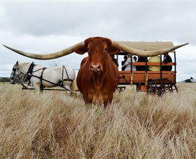 Texas Longhorn Wagon Tours And Safaris - Tourism Hervey Bay 0