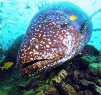 Lady Musgrave Island Dive Sites - Hervey Bay Accommodation