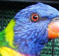 Fraser Coast Wildlife Sanctuary - Hervey Bay Accommodation