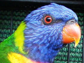Fraser Coast Wildlife Sanctuary - Hervey Bay Accommodation 0
