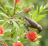 Birdwatching in Dysart - Hervey Bay Accommodation