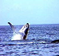 Whale Watching