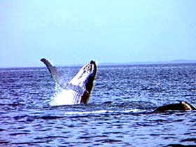 Whale Watching - Hervey Bay Accommodation 0