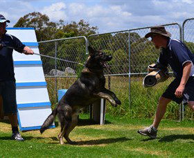 Lawdogs Australia - Hervey Bay Accommodation 0