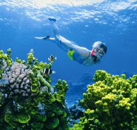 Wheeler Reef Dive Site - Hervey Bay Accommodation