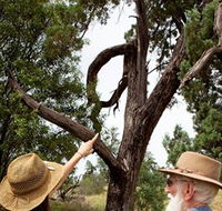 Charleville - Outback Native Timber Walk - Hervey Bay Accommodation