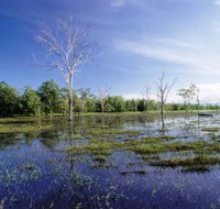 Tyto Wetlands