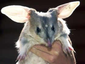 Charleville - Bilby Experience - Hervey Bay Accommodation 0