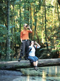 Birdwatching On The Fraser Coast - Hervey Bay Accommodation 0