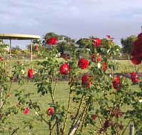 Elizabeth Park Rose Gardens - Hervey Bay Accommodation