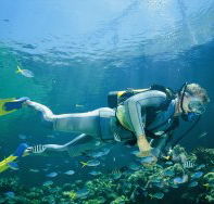 Manta Ray Bommie Dive Site - Hervey Bay Accommodation