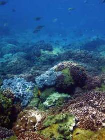 Hoffman's Rocks Dive Site - Hervey Bay Accommodation 0