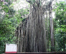 Curtain Fig National Park - Hervey Bay Accommodation 0