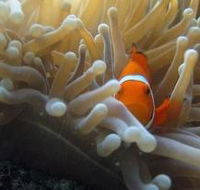 Flat Rock Dive Site - Hervey Bay Accommodation