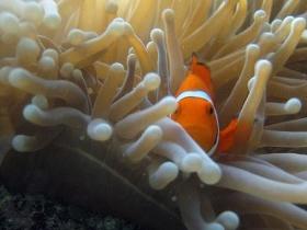 Flat Rock Dive Site - Hervey Bay Accommodation 0
