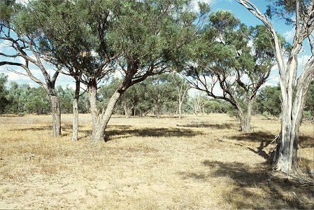 Forest Den National Park - Hervey Bay Accommodation 0