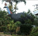 The Big Cassowary