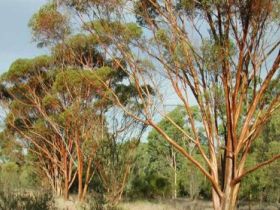 Myall Park Botanic Garden - Hervey Bay Accommodation 0