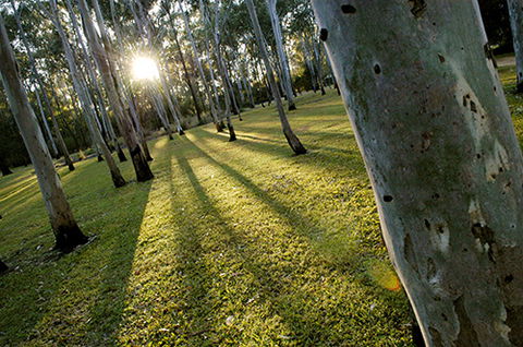 Tondoon Botanic Gardens - Hervey Bay Accommodation 0