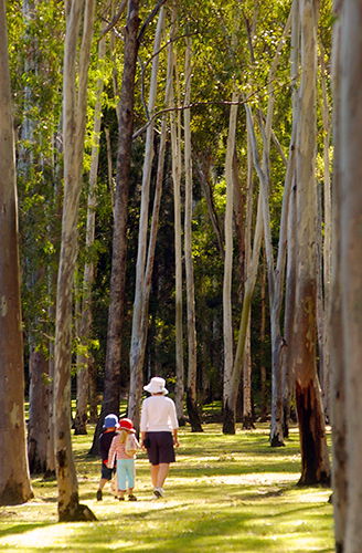 Tondoon Botanic Gardens - Hervey Bay Accommodation 3